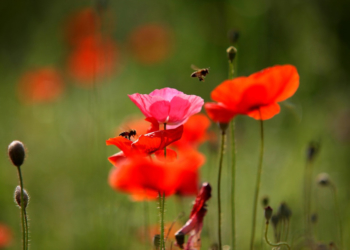 Den Bienen helfen, Stadt und Land zum Blühen bringen