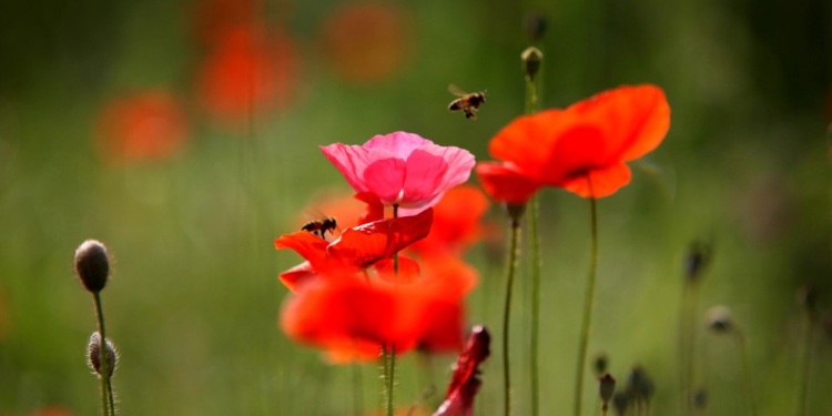 Den Bienen helfen, Stadt und Land zum Blühen bringen