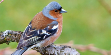 ‚Welcher Vogel singt denn da?‘