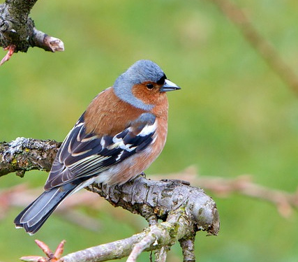 ‚Welcher Vogel singt denn da?‘