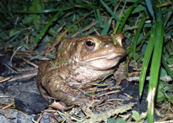 Kröten wandern wieder: Vorsicht und Mithilfe sind gefragt