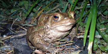 Kröten wandern wieder: Vorsicht und Mithilfe sind gefragt