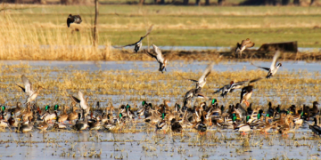 Voller Luftraum über dem Duvenseer Moor