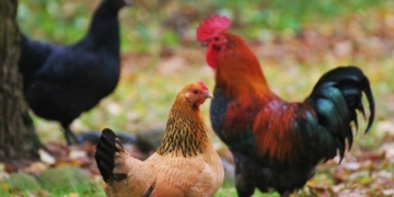 Geflügelpest in Geflügelhaltung in Schleswig-Holstein festgestellt