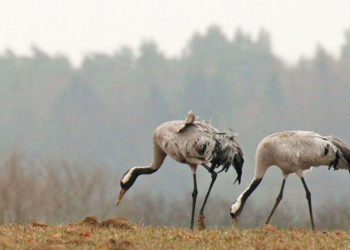 Der Frühling kommt ins Land