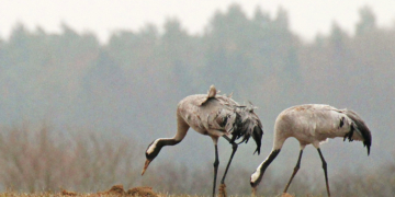 Der Frühling kommt ins Land