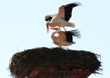 ‚Ende gut, alles gut‘ für den Nusser Storch