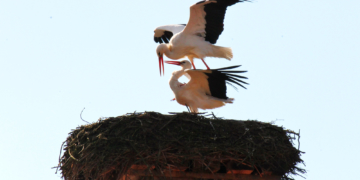 ‚Ende gut, alles gut‘ für den Nusser Storch