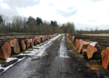Alle Jahre wieder – Wertholzversteigerung aus lauenburgischen Wäldern in Lanken