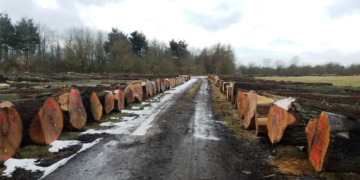 Alle Jahre wieder – Wertholzversteigerung aus lauenburgischen Wäldern in Lanken