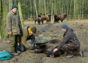 Flavia und Flya auf dem Weg nach Rumänien