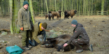 Flavia und Flya auf dem Weg nach Rumänien