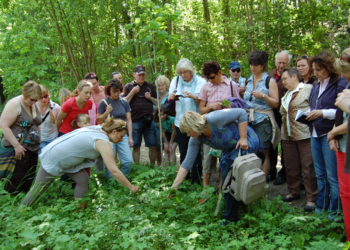 Kräuterführung ‚Frühjahrskräuter lecker und gesund‘