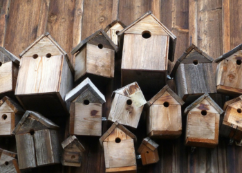 Nistkästen-Aktion in Berkenthin