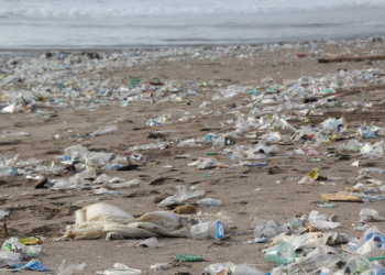 ‚Plastikfasten‘ in Mölln