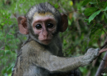 ‚Auge in Auge‘ – Ausstellungsvernissage mit Dieter Gandras