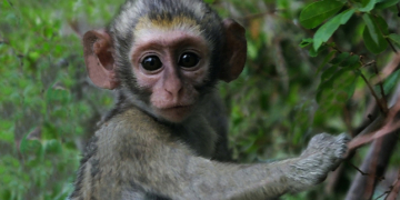 ‚Auge in Auge‘ – Ausstellungsvernissage mit Dieter Gandras