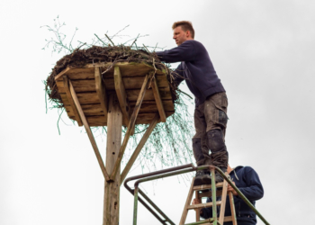 Mit dem Storch kommt der Frühling ….