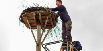 Mit dem Storch kommt der Frühling ….