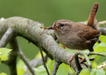 Schaffe, schaffe Palästle baue