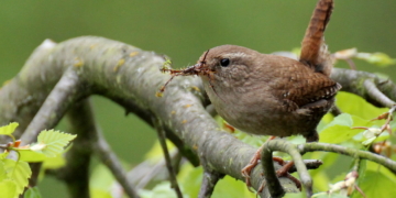 Schaffe, schaffe Palästle baue