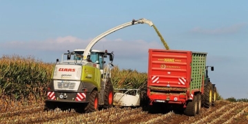 Schleswig-Holsteinisches Maissaatgut frei von gentechnisch veränderten Organismen