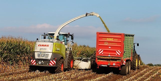 Schleswig-Holsteinisches Maissaatgut frei von gentechnisch veränderten Organismen