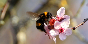 Die Hummeln starten nun durch
