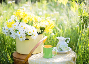 Springendes Sommercafé in Berkenthin