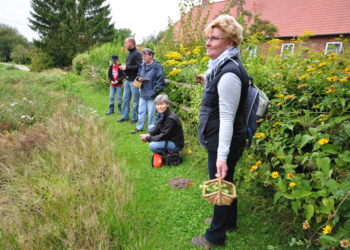 Kräuter auf der Insel Kampenwerder