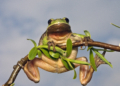 Froschkönig live!