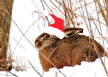 Osterhase durch Zeitumstellung und ‚Nachwinter‘ konfus