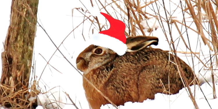 Osterhase durch Zeitumstellung und ‚Nachwinter‘ konfus