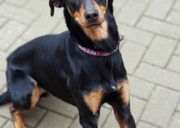 Wer kennt diese Hündin?