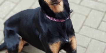 Wer kennt diese Hündin?