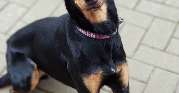 Wer kennt diese Hündin?