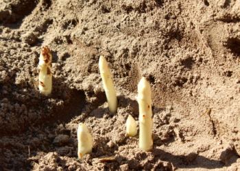 Ab nächster Woche endlich Spargel!