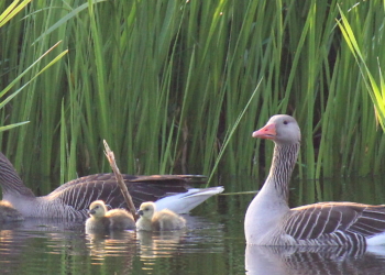 Vom Teichrand ab ins Leben