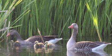Vom Teichrand ab ins Leben