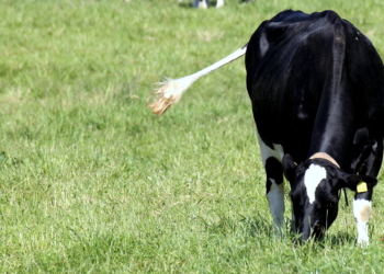 Die Lieblingswaffe einer Kuh