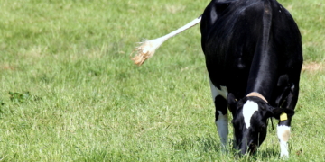 Die Lieblingswaffe einer Kuh