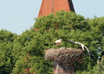 Der Nusser Storch informiert