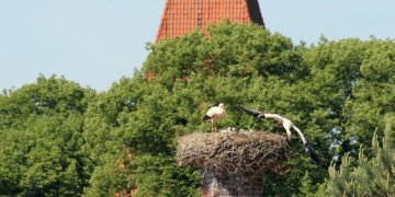 Der Nusser Storch informiert