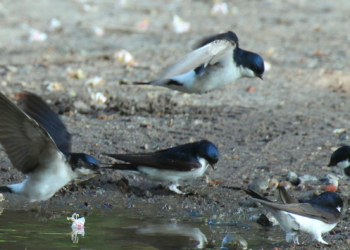 Viele Schwalben machen einen Sommer