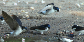 Viele Schwalben machen einen Sommer