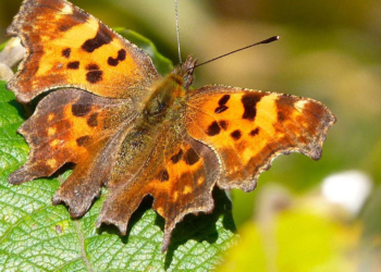 Aktion ‚Ackerwildkräuter säen‘