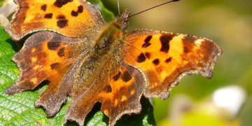 Aktion ‚Ackerwildkräuter säen‘