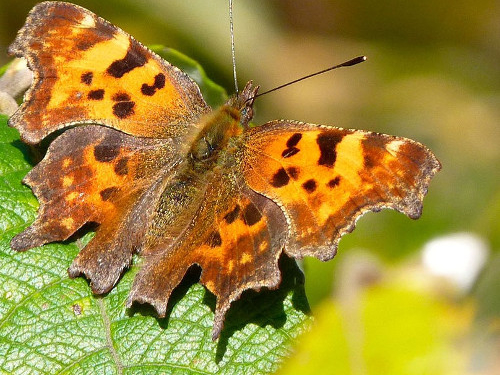 Aktion ‚Ackerwildkräuter säen‘