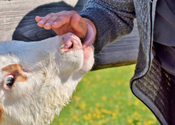 Dialog und Erlebnis: 33 landwirtschaftliche Betriebe öffnen ihre Türen
