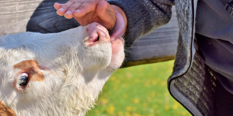 Dialog und Erlebnis: 33 landwirtschaftliche Betriebe öffnen ihre Türen